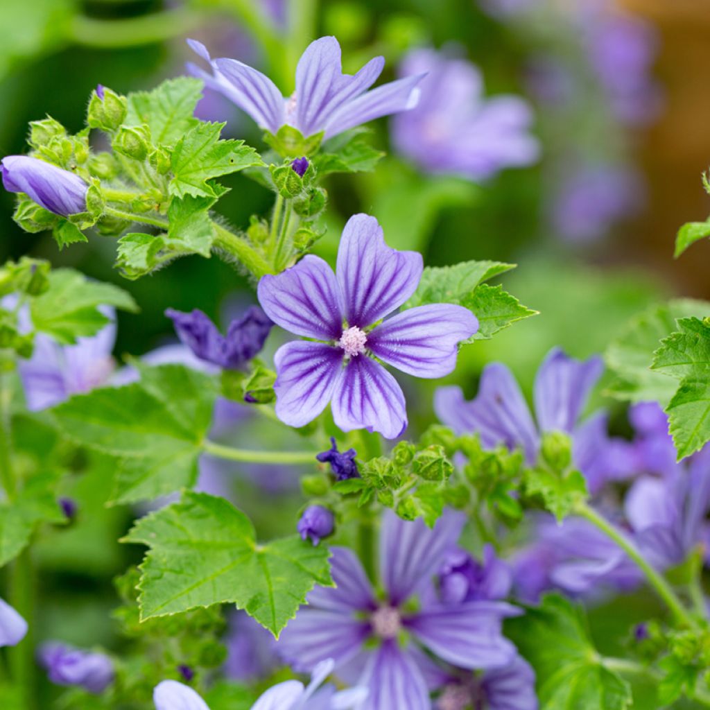 Malva sylvestris Primley Blue - Groot kaasjeskruid