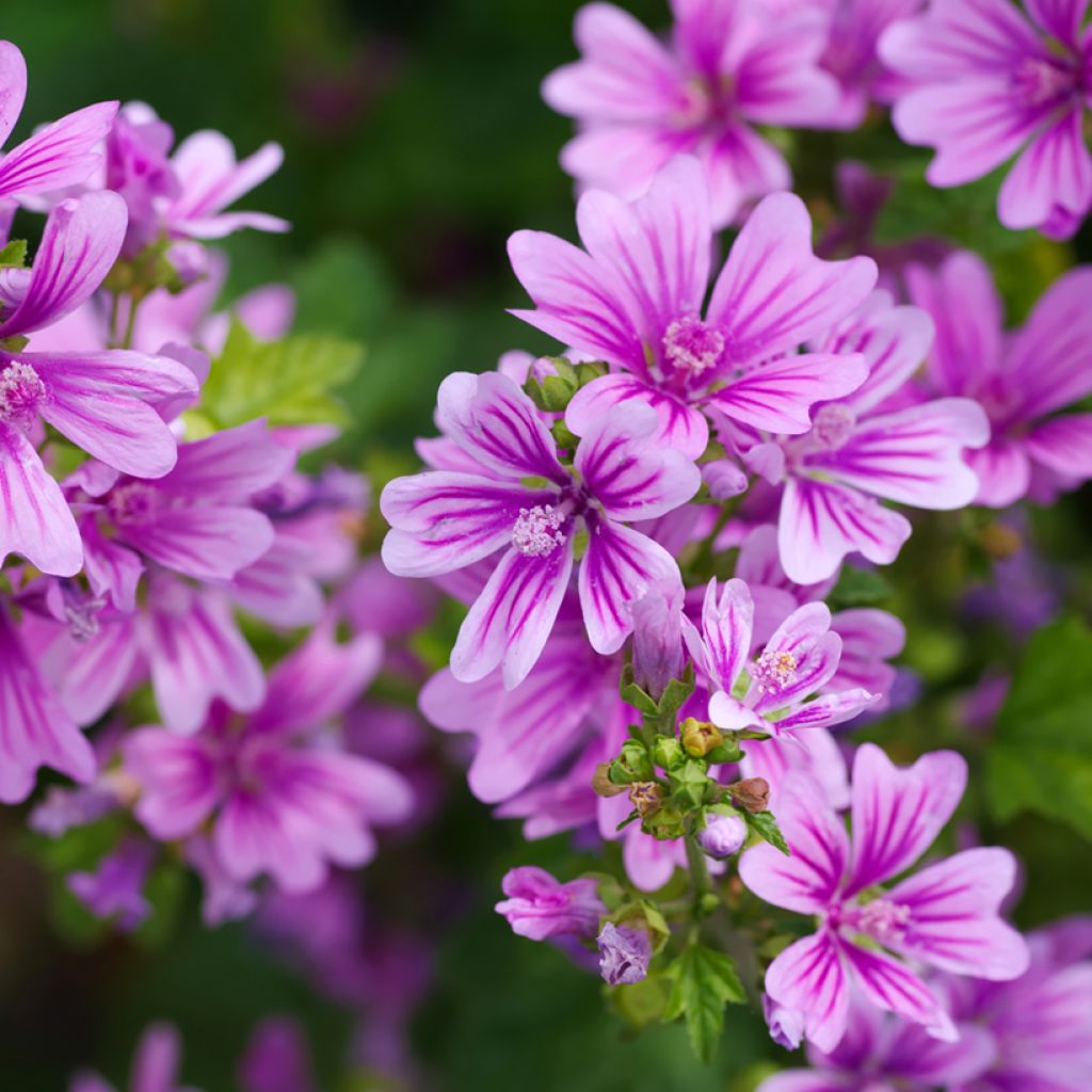 Malva sylvestris - Groot kaasjeskruid