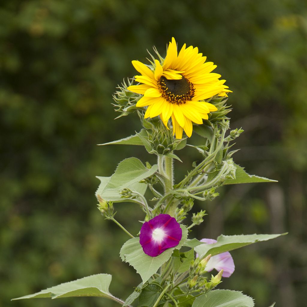 Mengsel van zichtscherm bloemen (zonnebloemen en klimplanten)