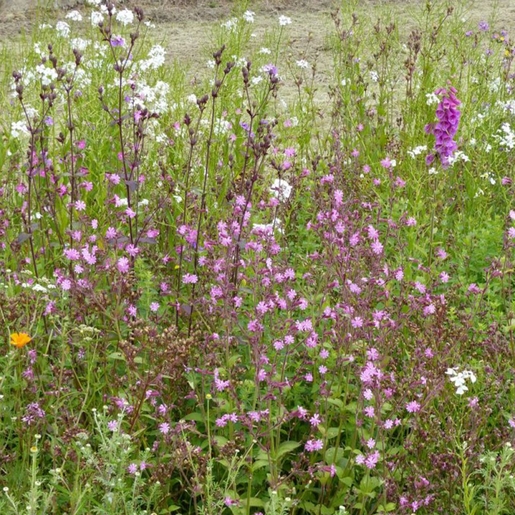 Wildebloemenmengsel Schaduw & Licht