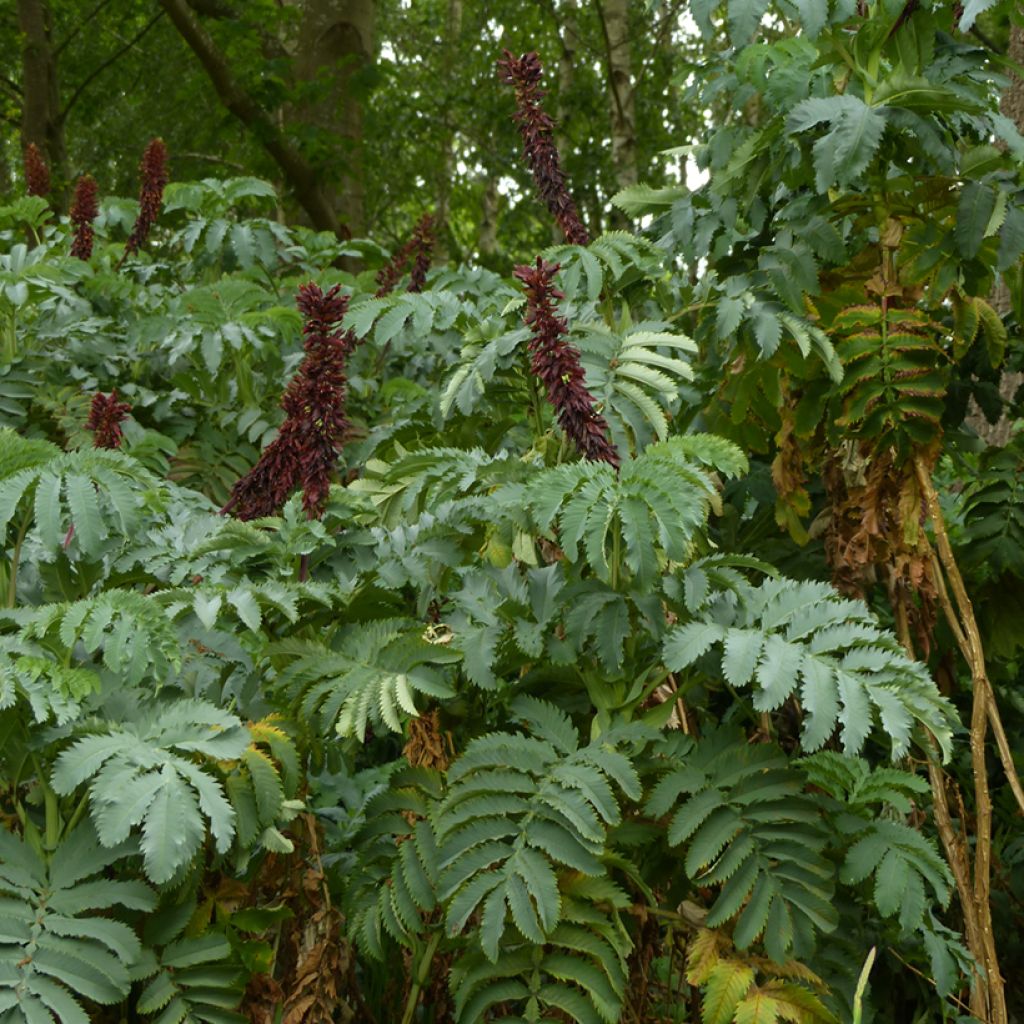 Melianthus major - Grote honingbloem