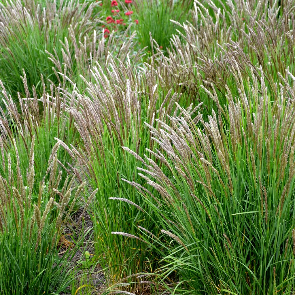 Melica ciliata - Wimperparelgras