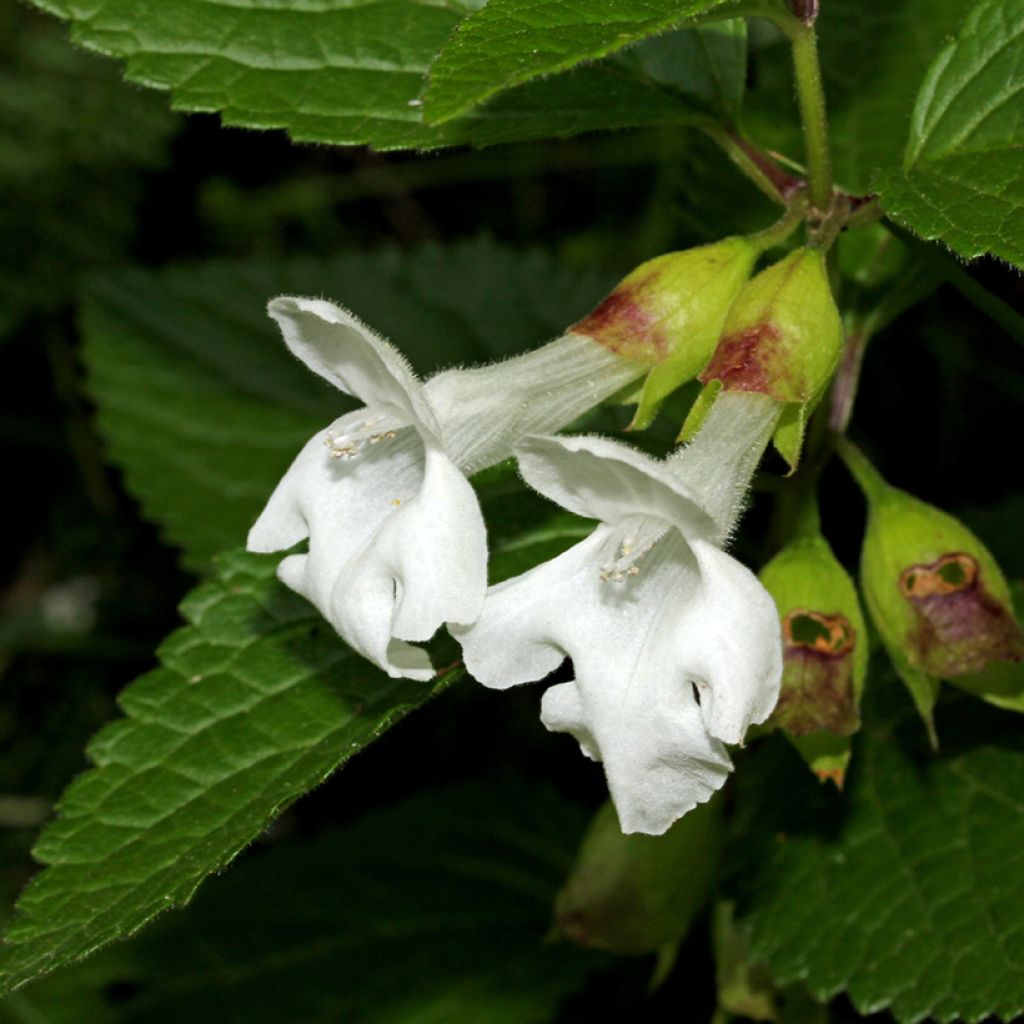 Melittis melissophyllum Alba - Bijenblad
