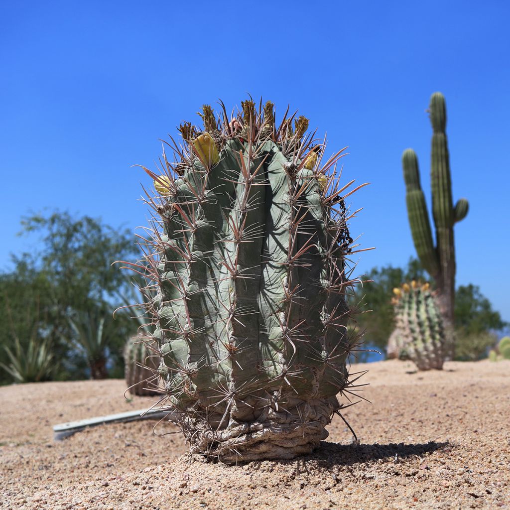 Melocactus azureus - Meloencactus