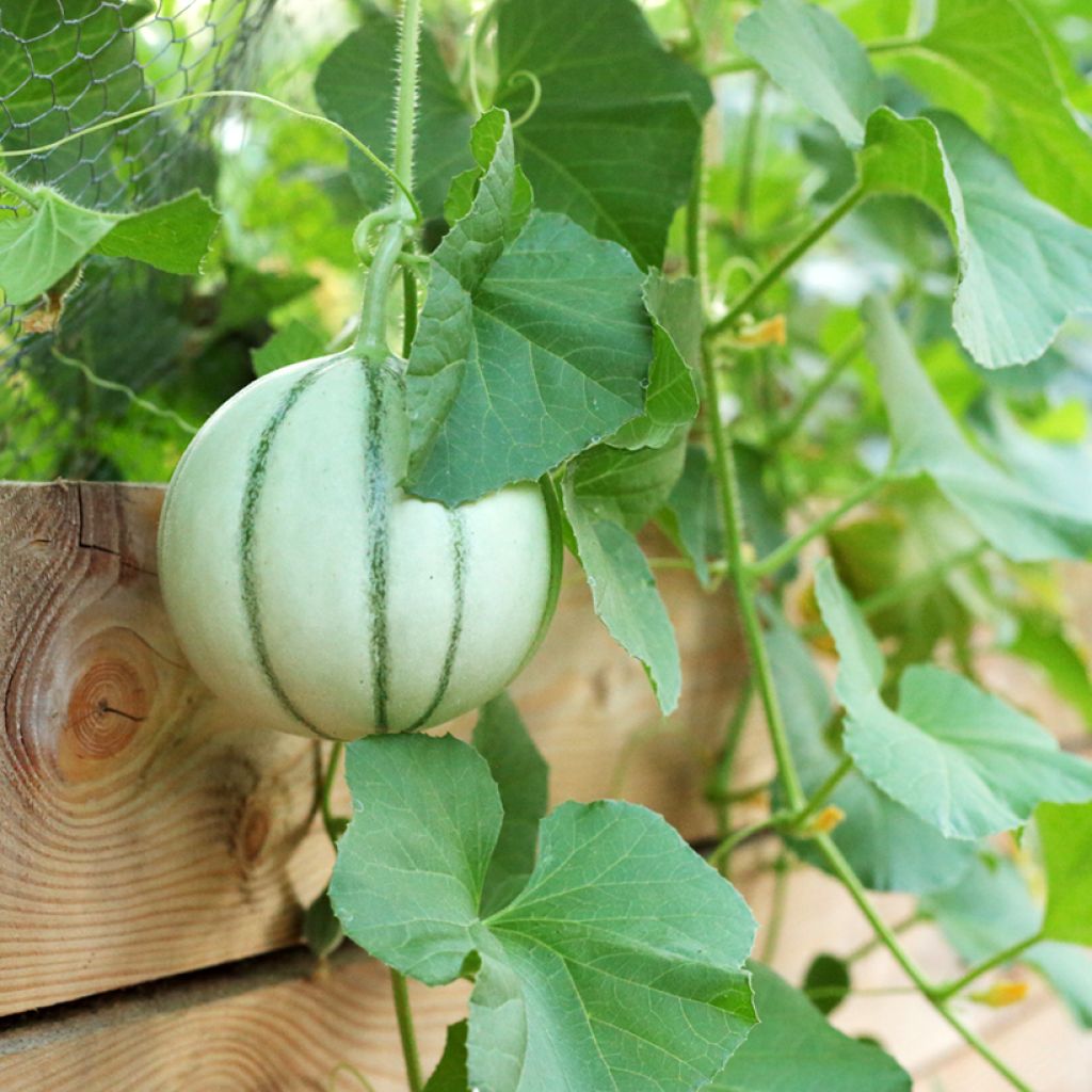 Cantaloupe-meloen Artemis F1