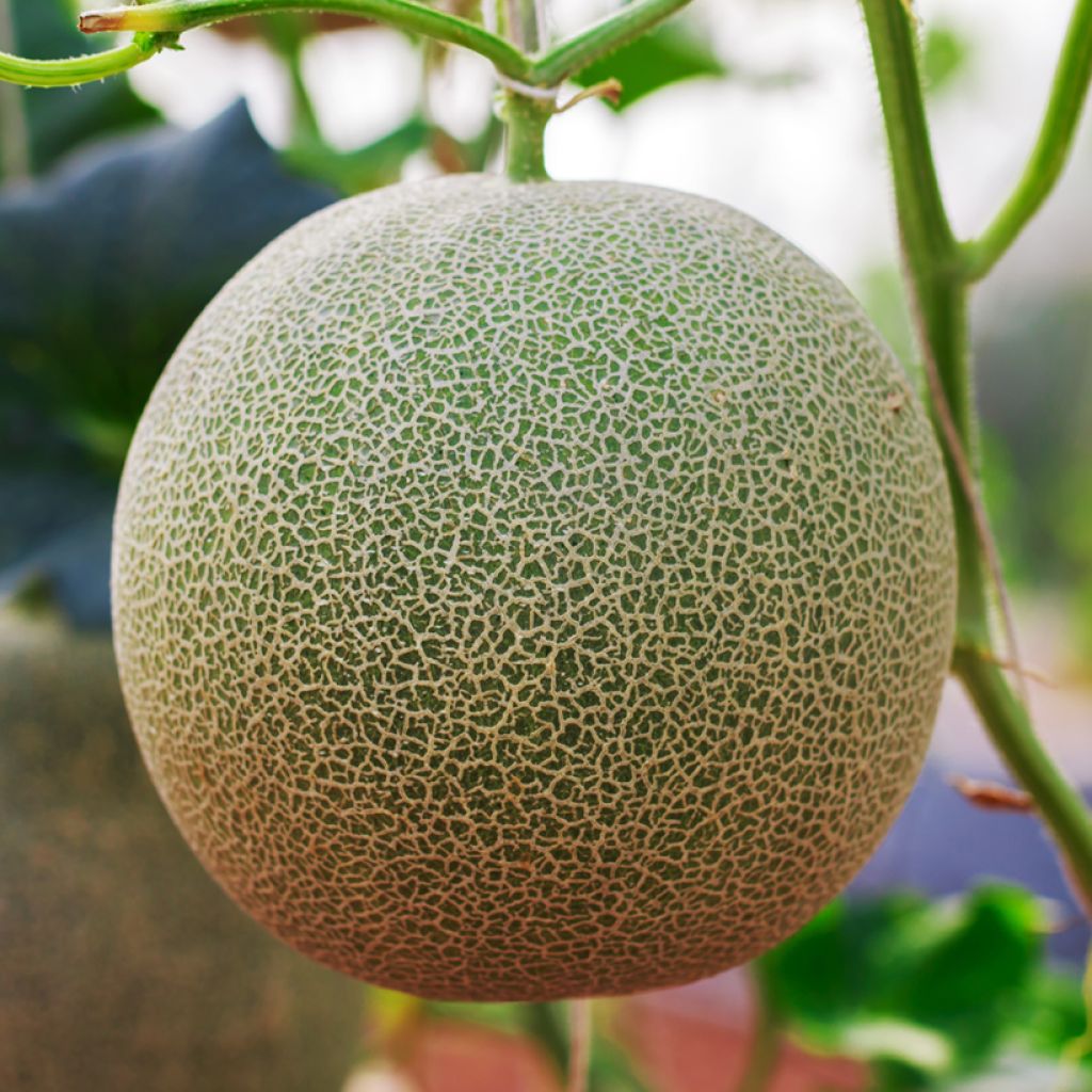 Cantaloupe-meloen Clinton BIO - Ferme de Sainte Marthe