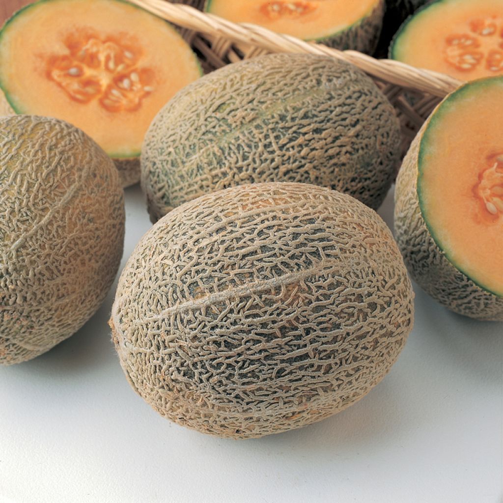 Cantaloupe-meloen Honey Bun F1 (jonge planten)