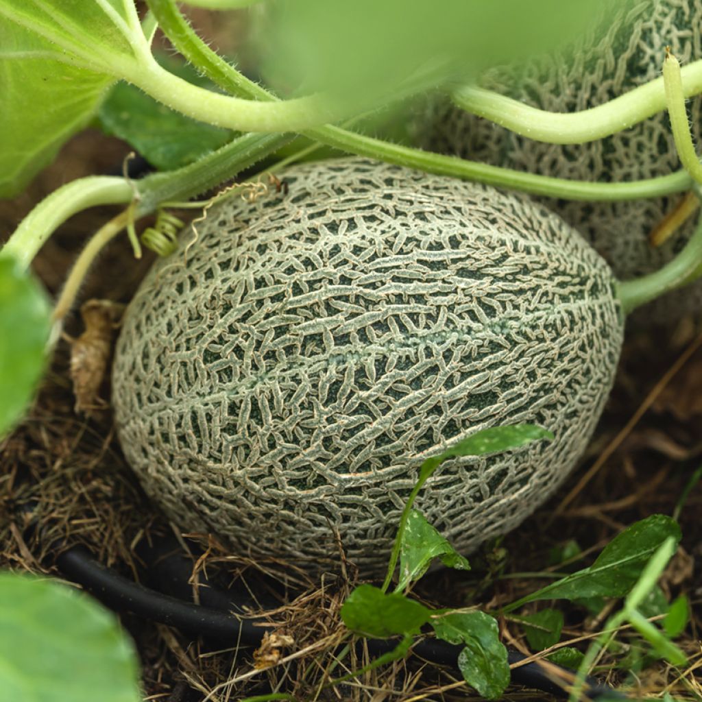 Cantaloupe-meloen Honey Bun F1 (jonge planten)