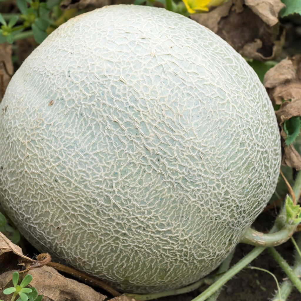 Cantaloupe-meloen Sucrin de Tours BIO - Ferme de Sainte Marthe
