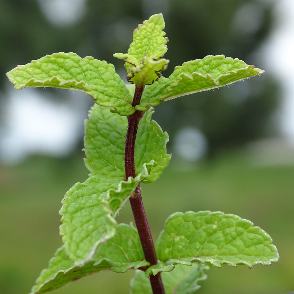 Chinese munt BIO - Mentha haplocalyx