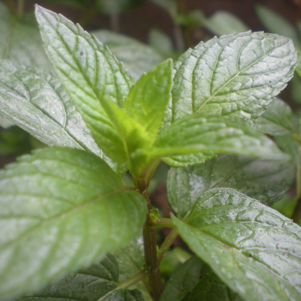 Pepermunt Romana Rossa BIO - Mentha piperita Romana Rossa