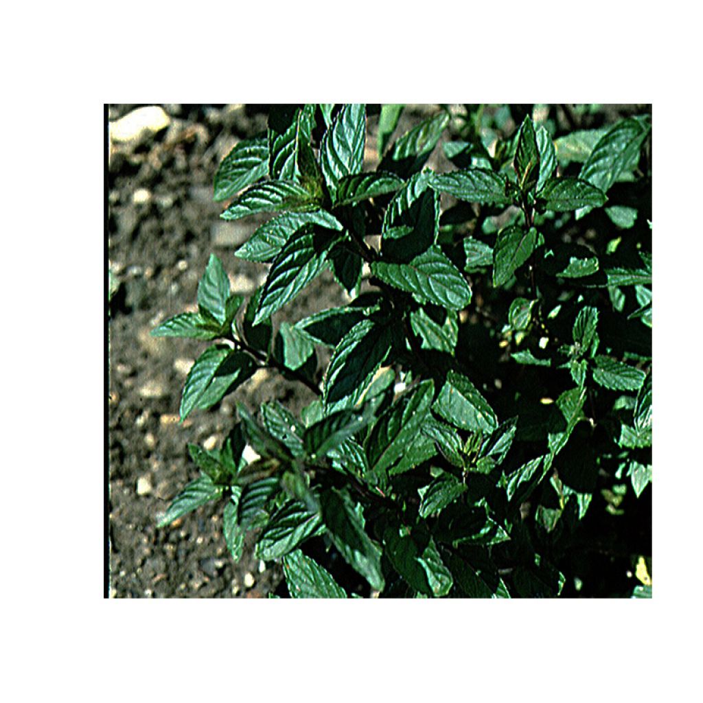 Pepermunt - Mentha piperita