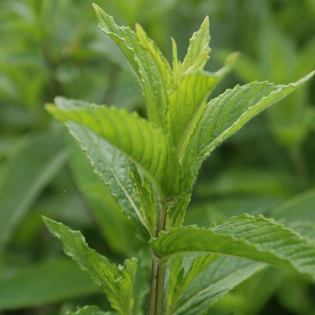 Groene munt - Mentha spicata
