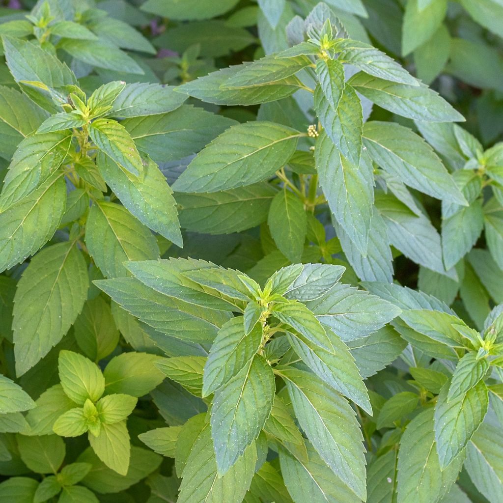 Mentha arvensis - Akkermunt