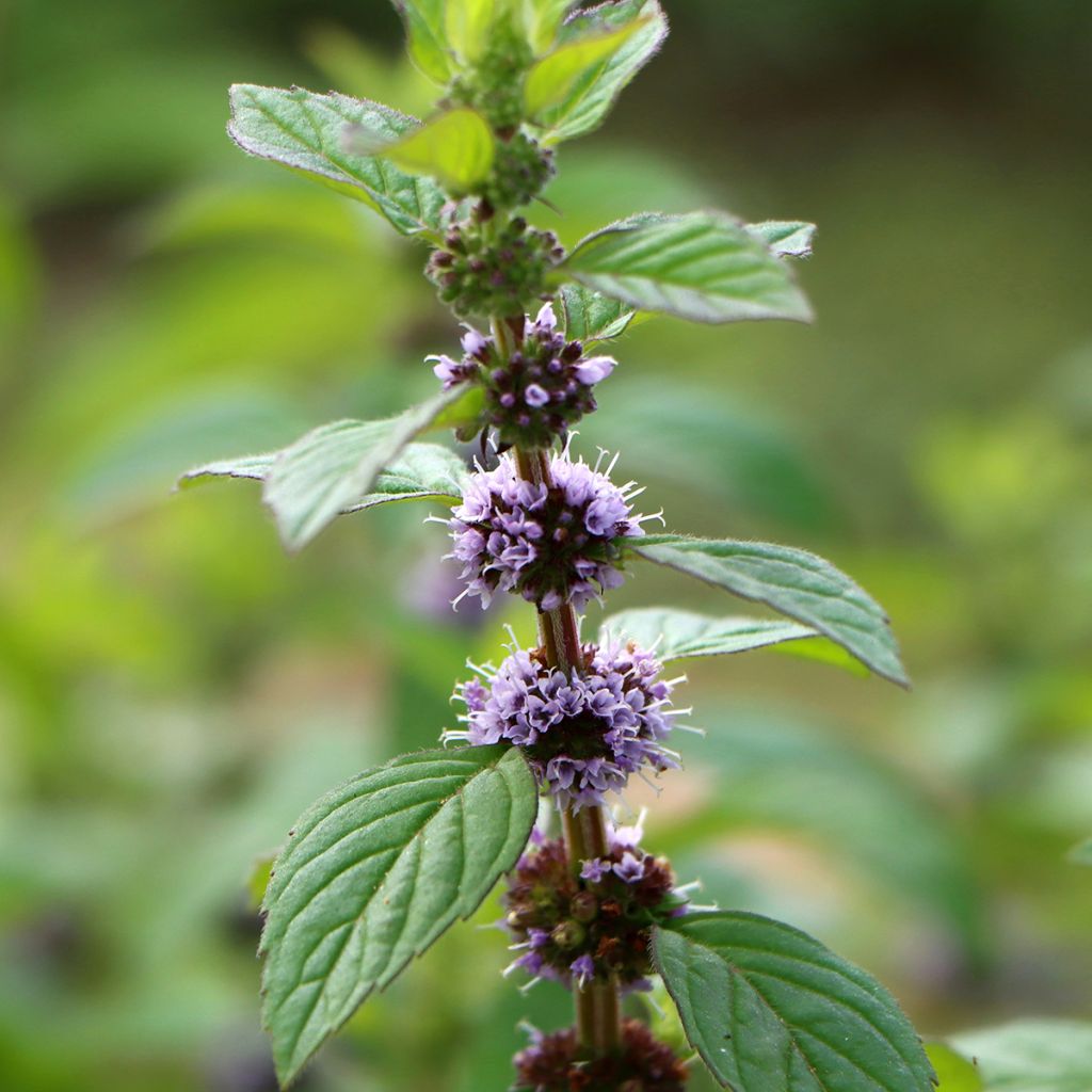 Mentha arvensis - Akkermunt