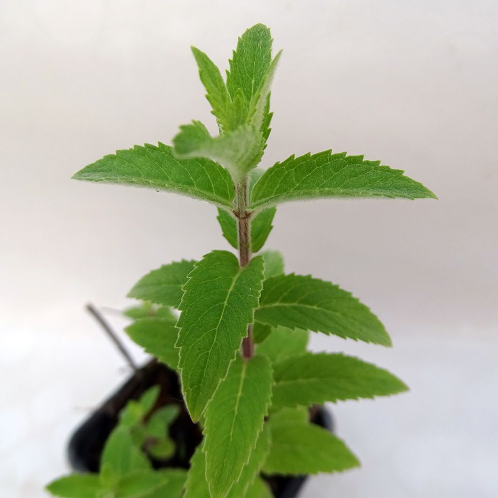 Rode munt BIO - Mentha smithiana Rubra