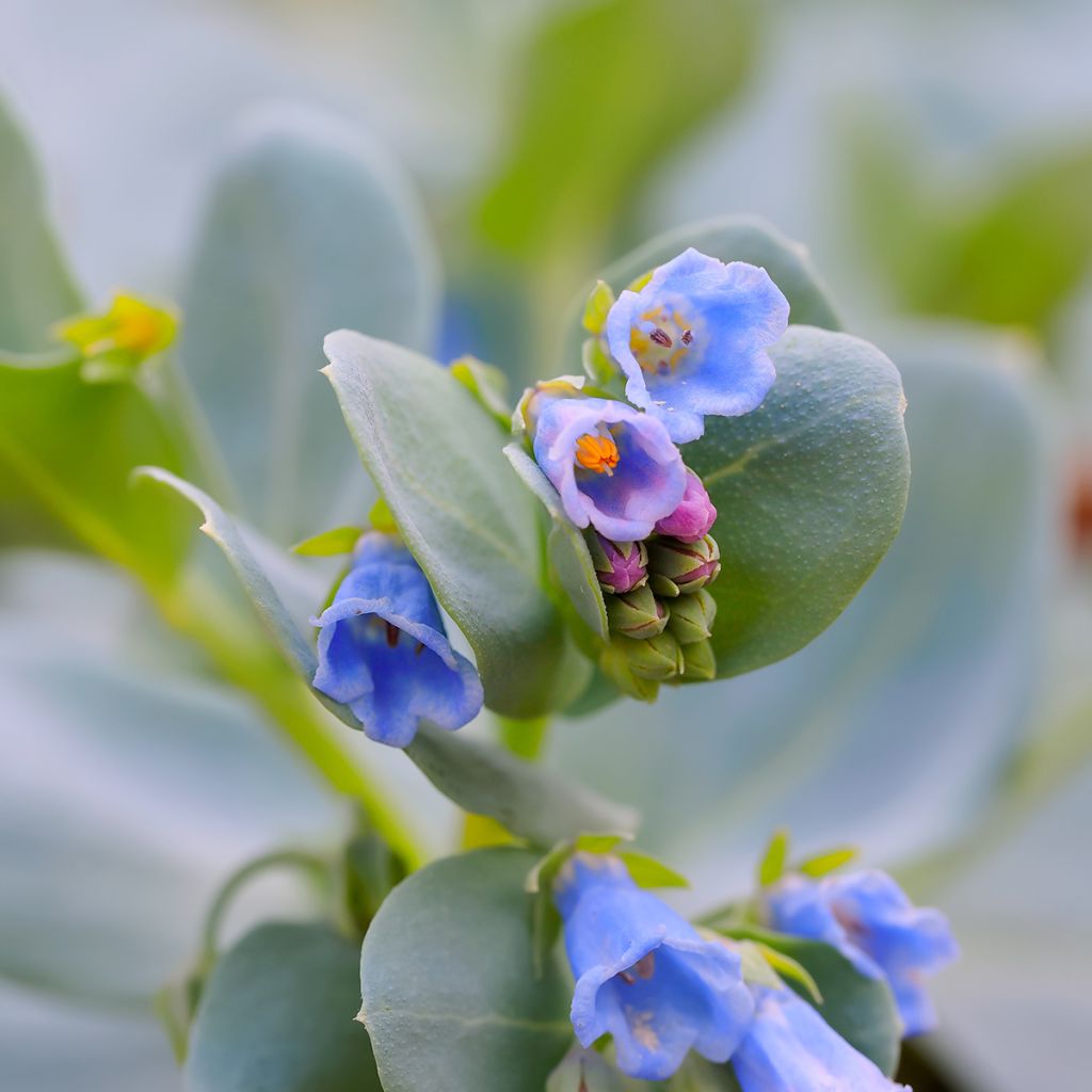 Oesterblad - Mertensia maritima (zaad)