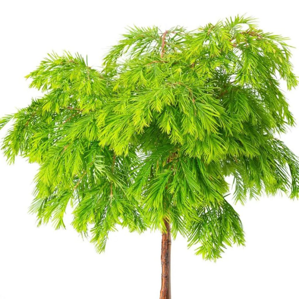 Metasequoia glyptostroboides Matthaei Broom - Watercipres