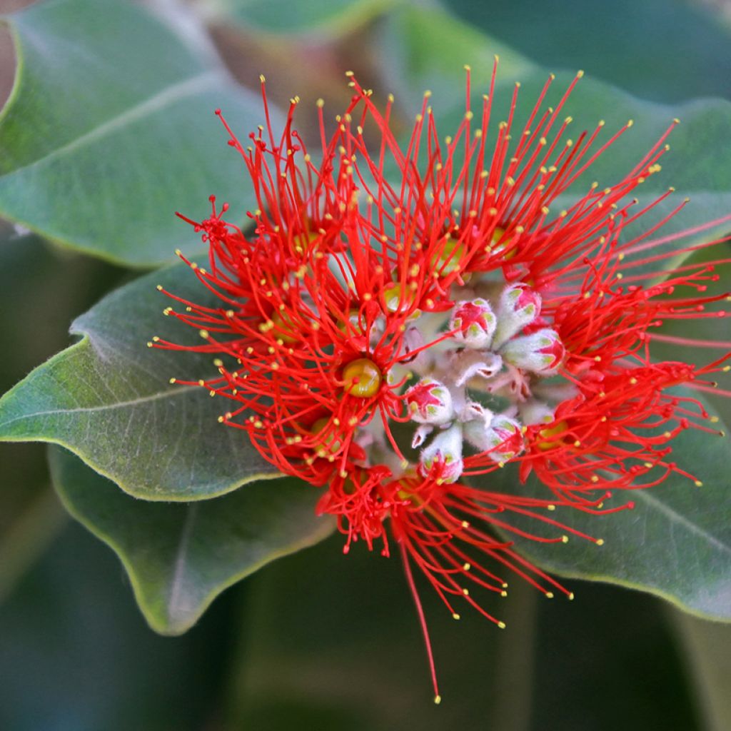 Metrosideros thomasii - Nieuw-Zeelandse kerstboom