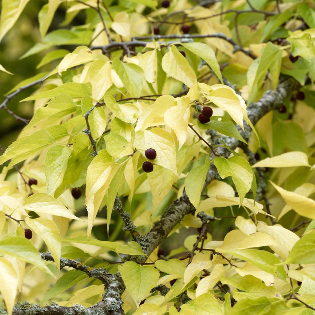 Celtis occidentalis - Westerse netelboom