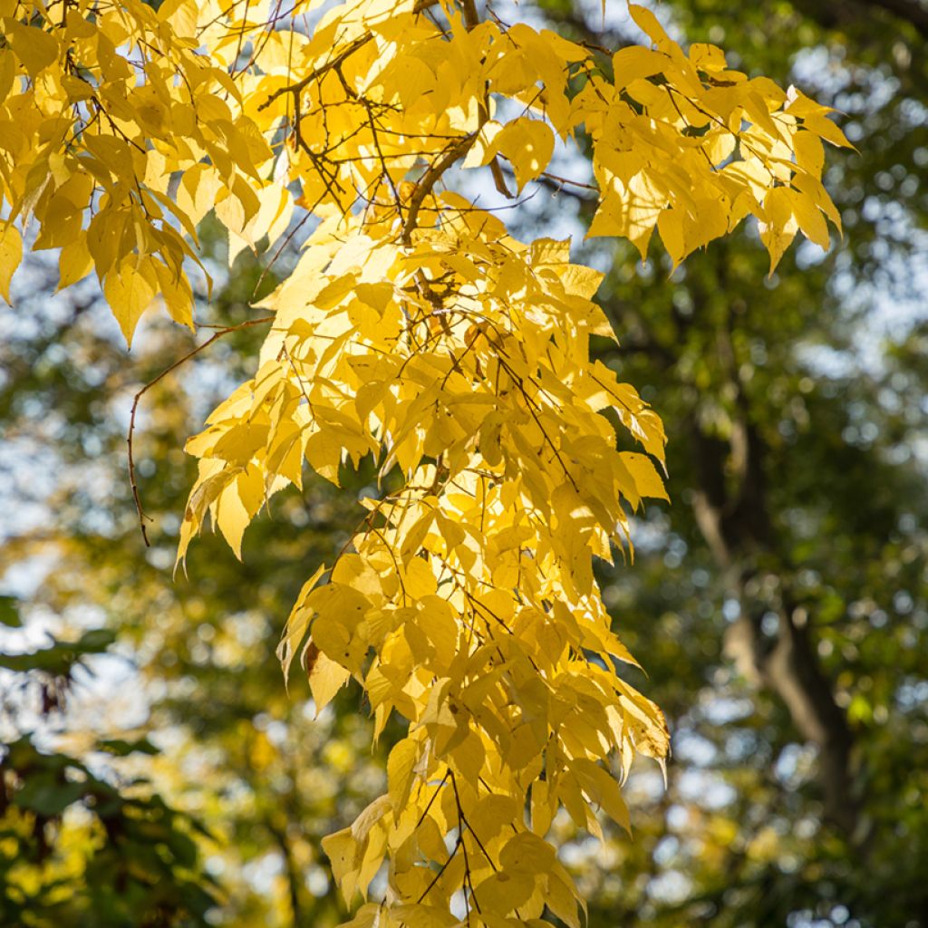 Celtis occidentalis - Westerse netelboom