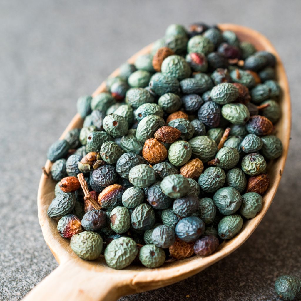 Celtis occidentalis - Westerse netelboom