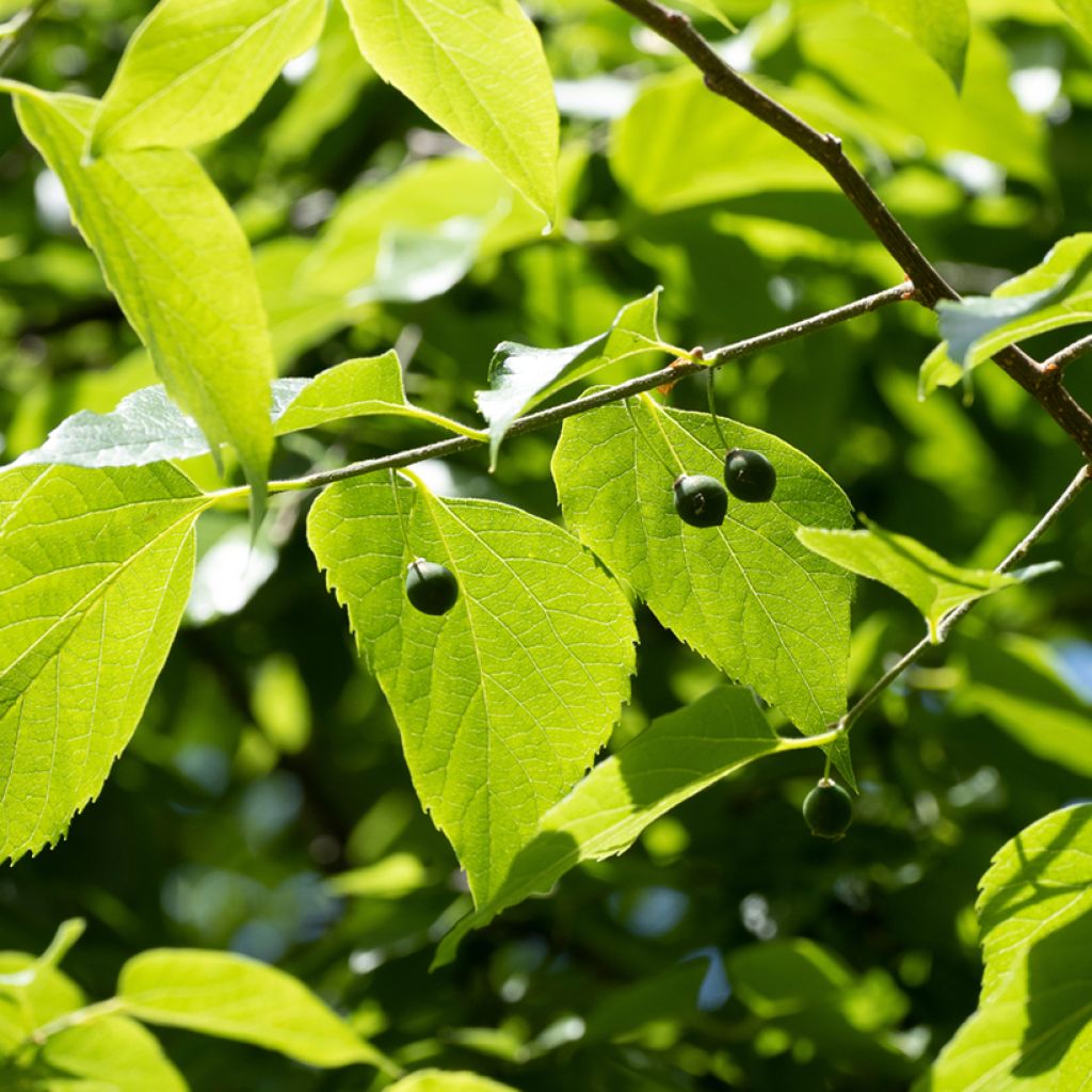 Celtis occidentalis - Westerse netelboom