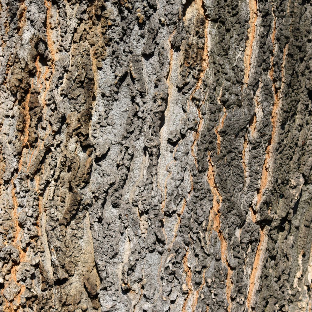 Celtis occidentalis - Westerse netelboom