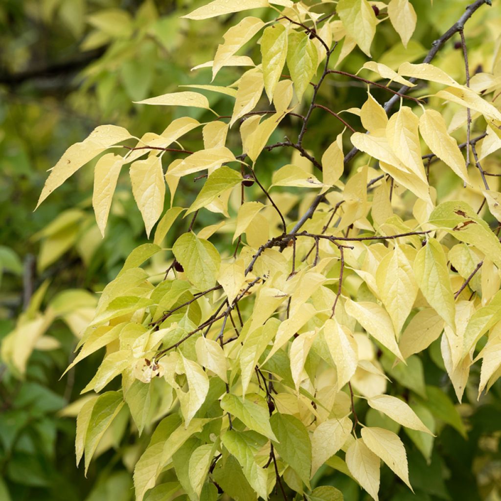 Celtis occidentalis - Westerse netelboom