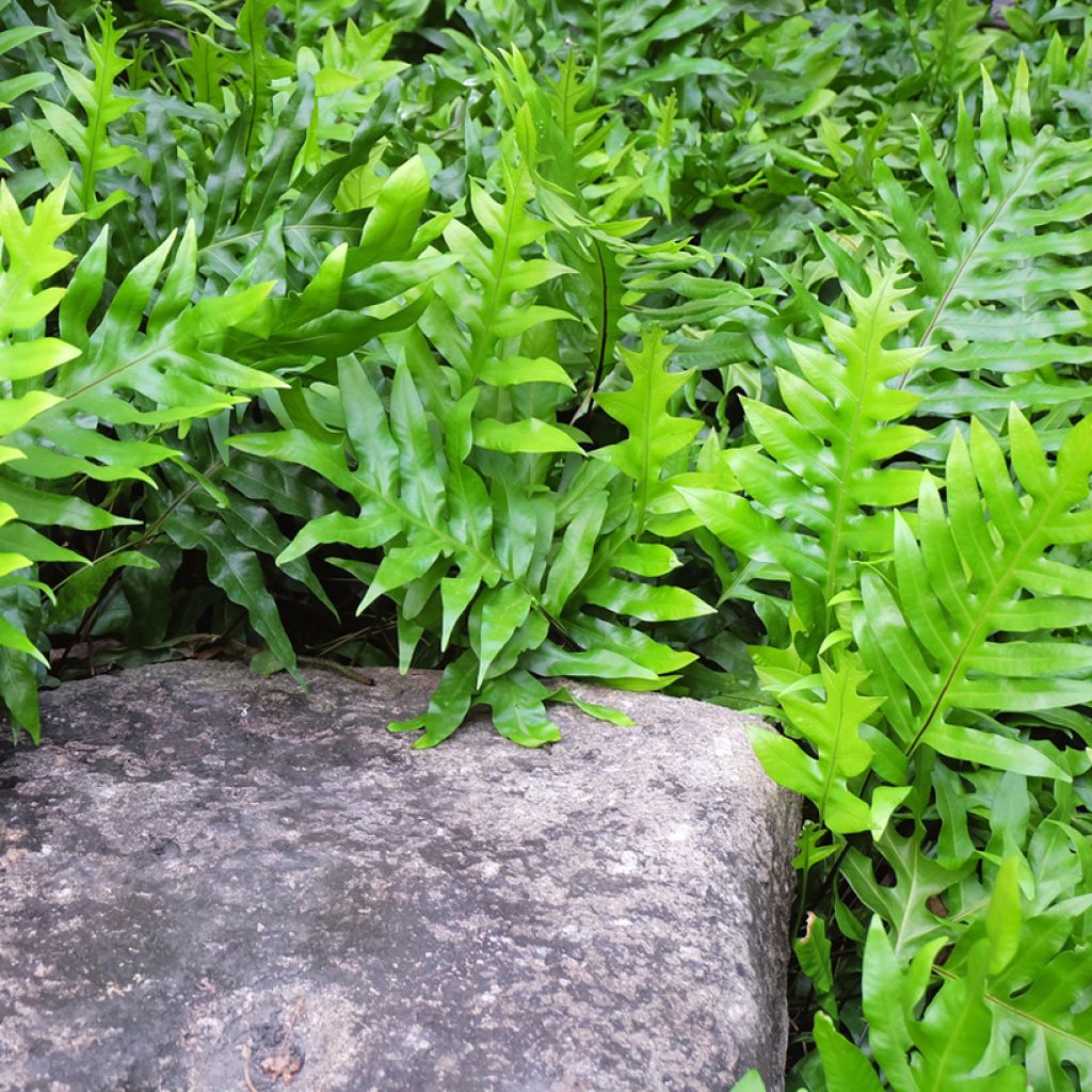 Microsorum diversifolium - Kangoeroevaren