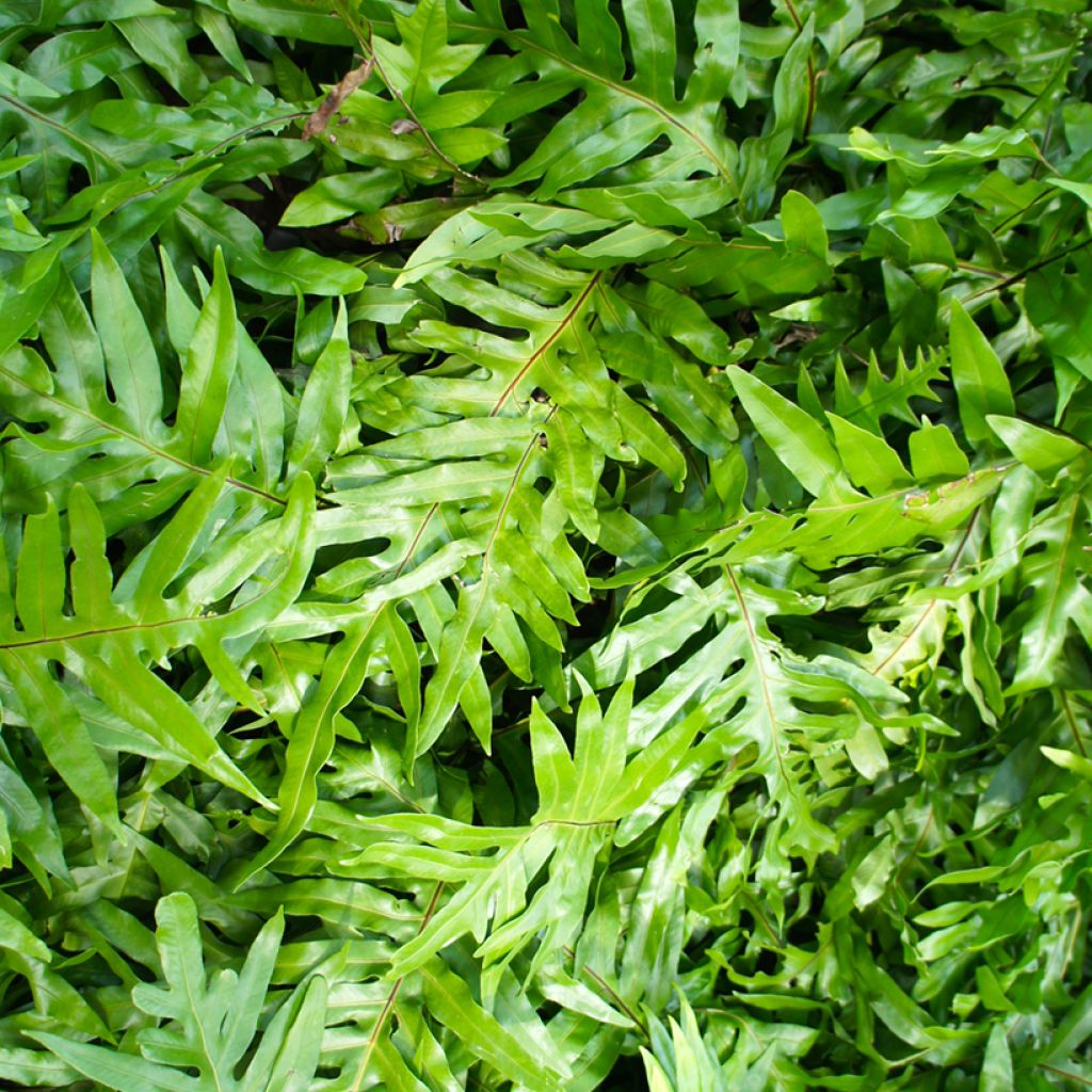 Microsorum diversifolium - Kangoeroevaren