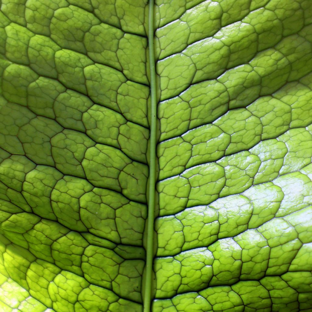 Microsorum musifolium Crocodyllus - Krokodillenvaren