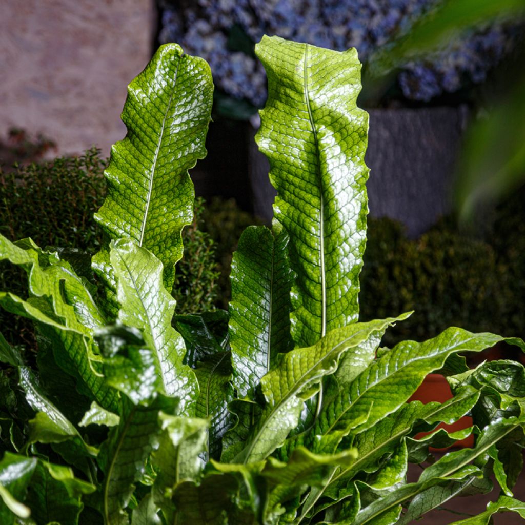 Microsorum musifolium Crocodyllus - Krokodillenvaren