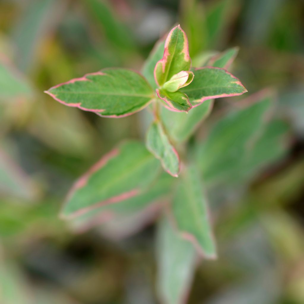Hypericum moserianum Tricolor - Hertshooi tricolor