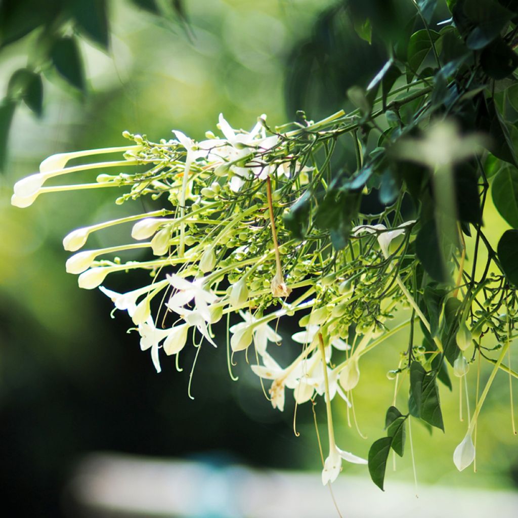 Millingtonia hortensis - Jasmijnboom