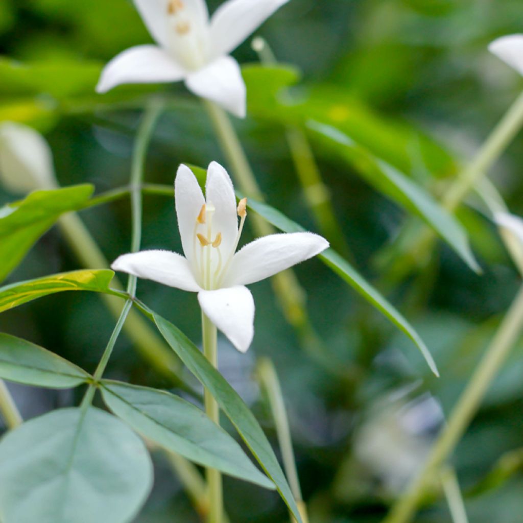 Millingtonia hortensis - Jasmijnboom