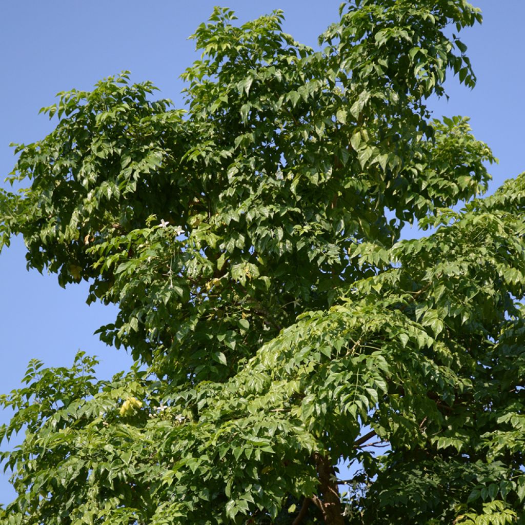 Millingtonia hortensis - Jasmijnboom