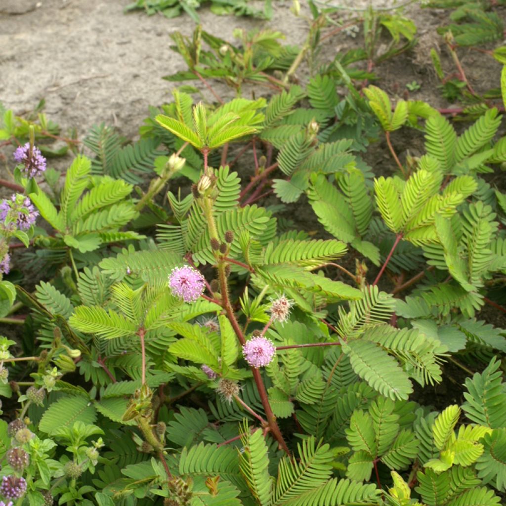 Mimosa pudica (zaad) - Kruidje-roer-me-niet