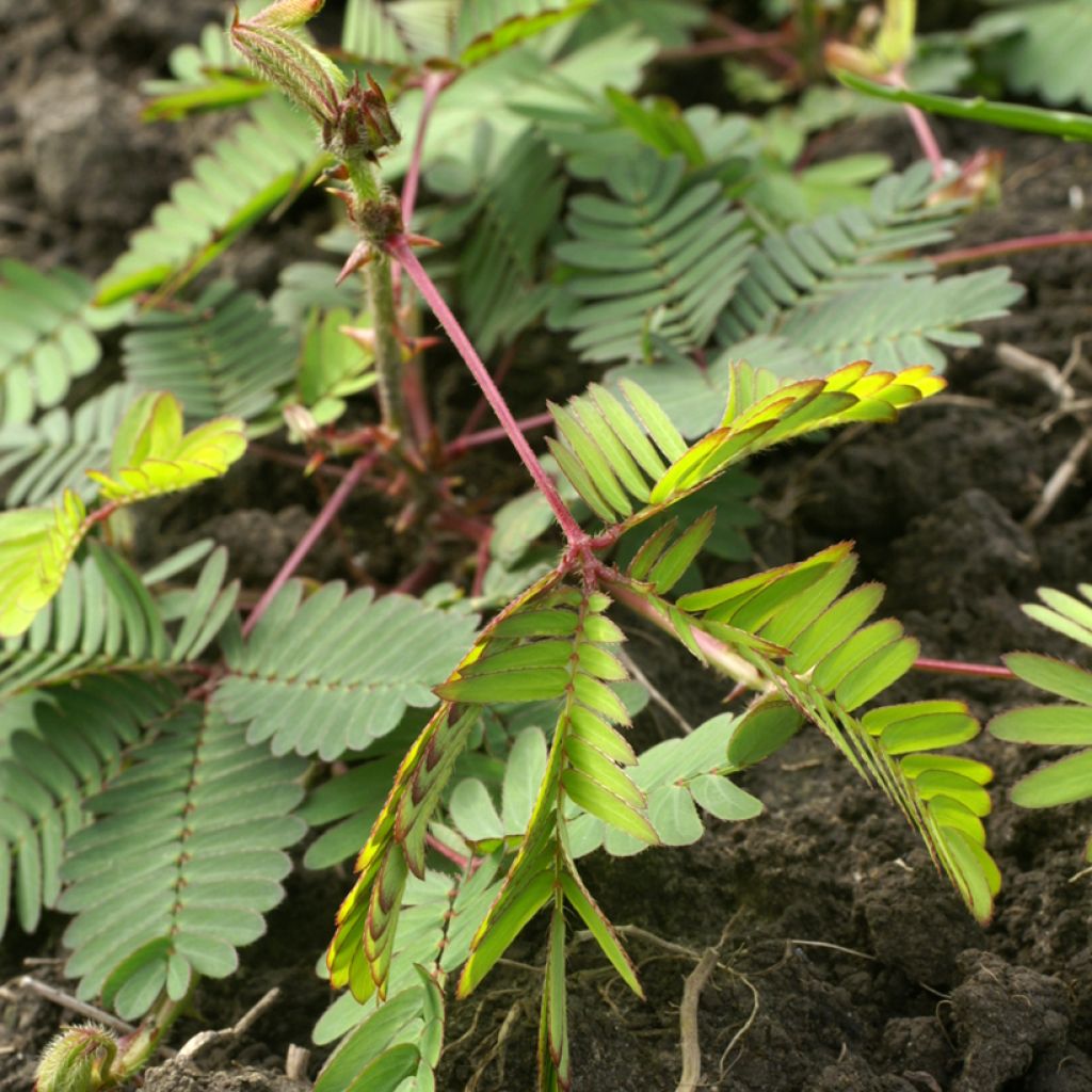 Mimosa pudica (zaad) - Kruidje-roer-me-niet