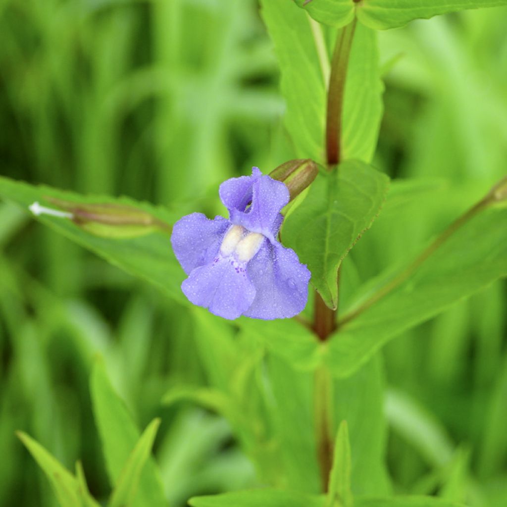 Mimulus ringens - Maskerbloem
