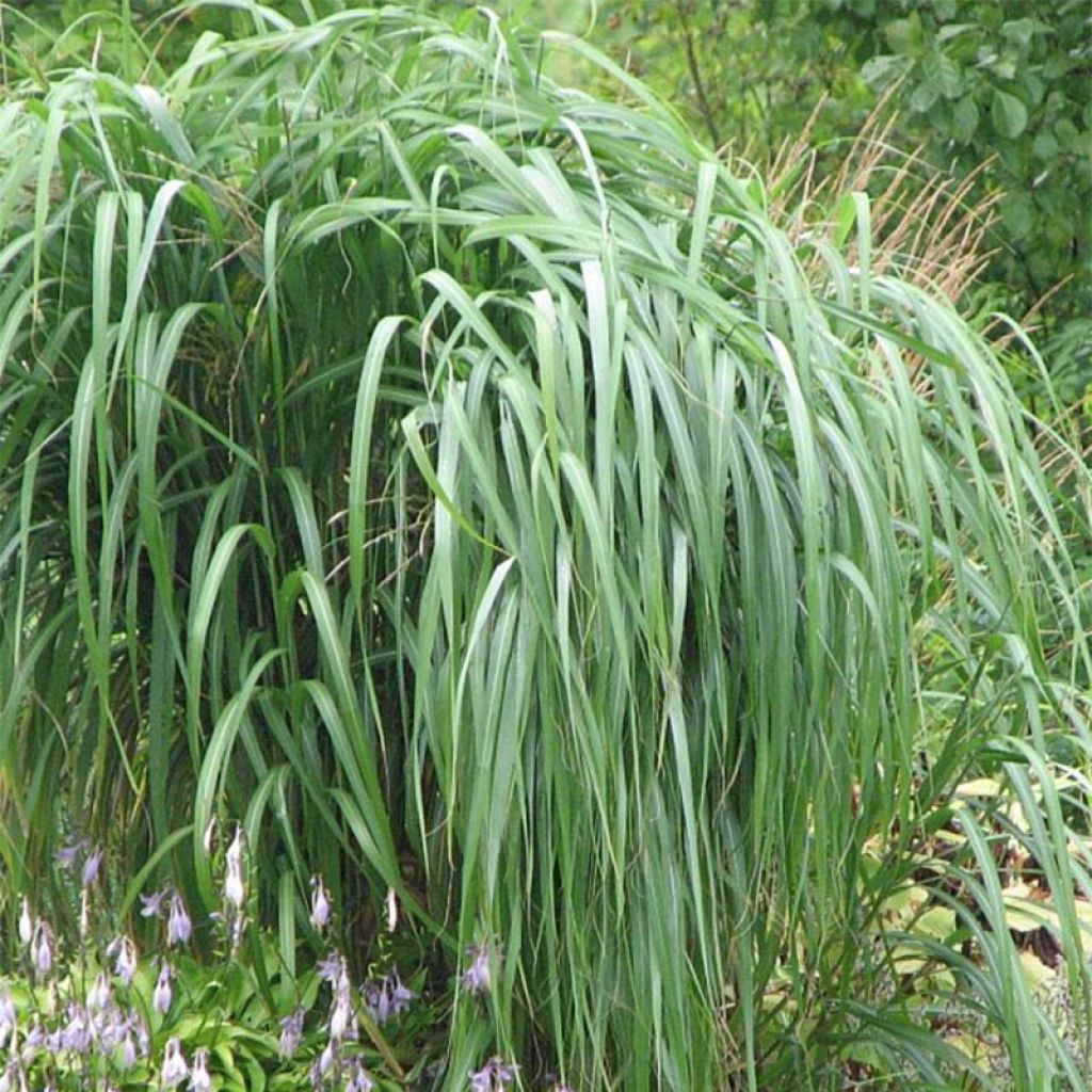 Miscanthus saccharifolius - Roseau de Chine