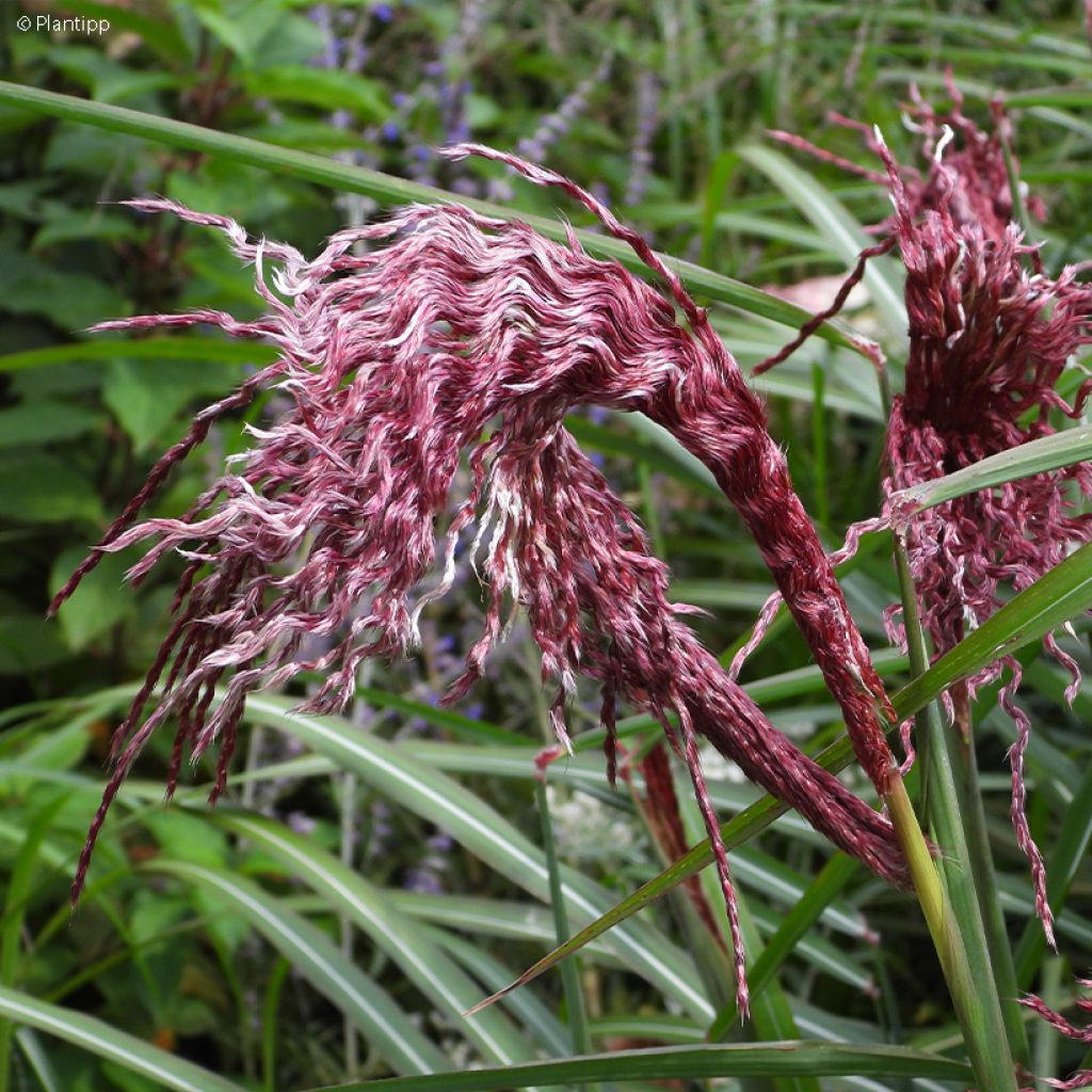 Miscanthus sinensis Boucle - Roseau de Chine