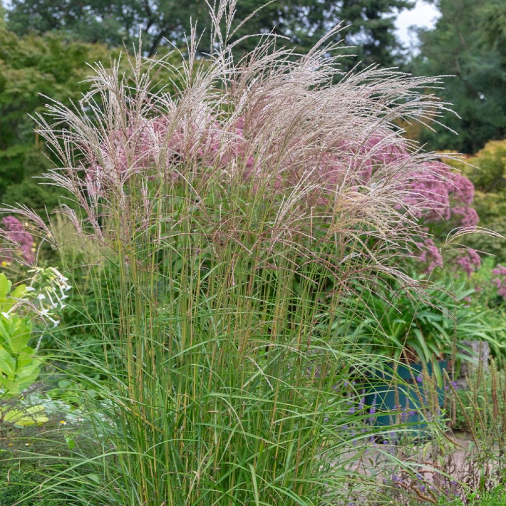 Miscanthus sinensis Flamingo - Prachtriet