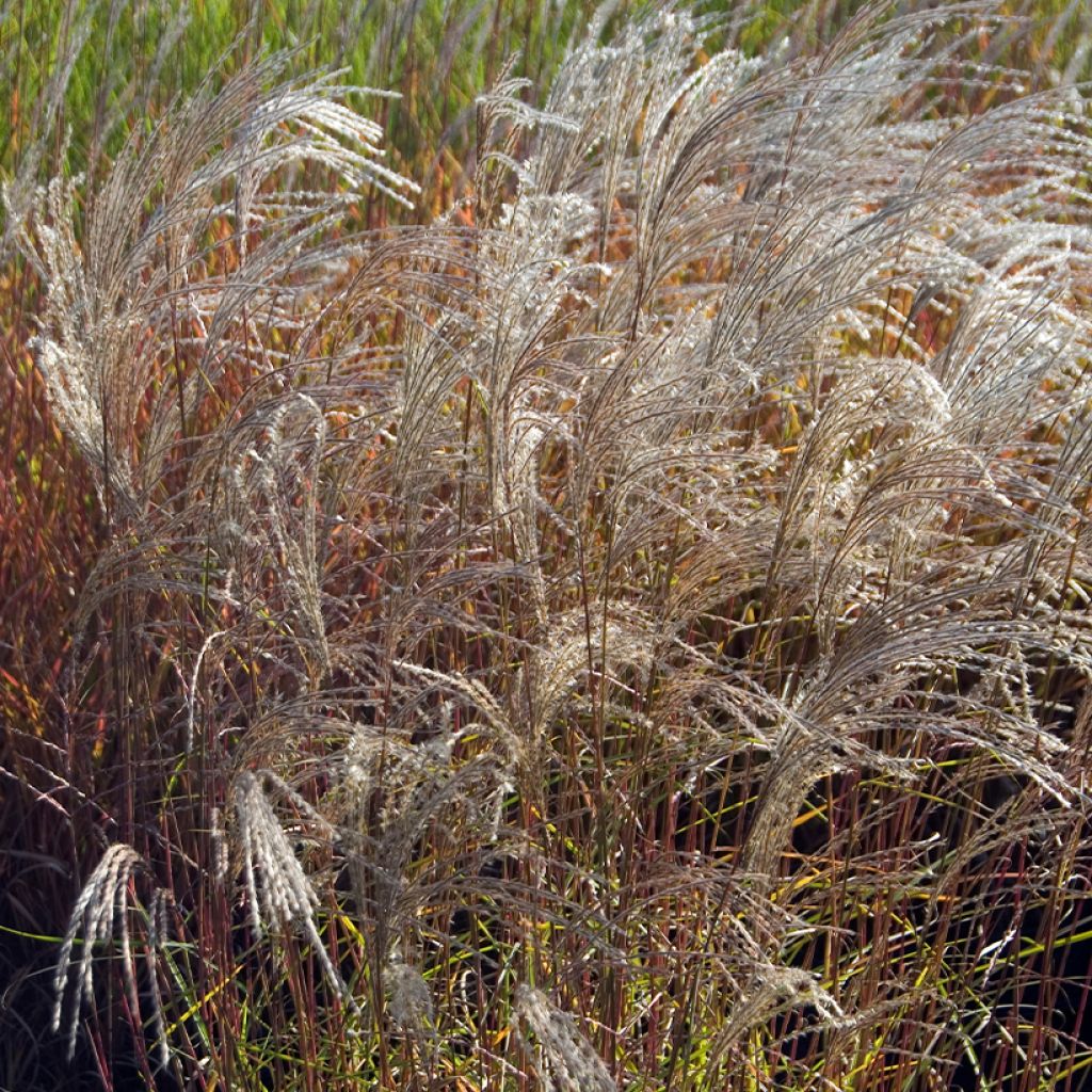 Miscanthus sinensis Flamingo - Prachtriet
