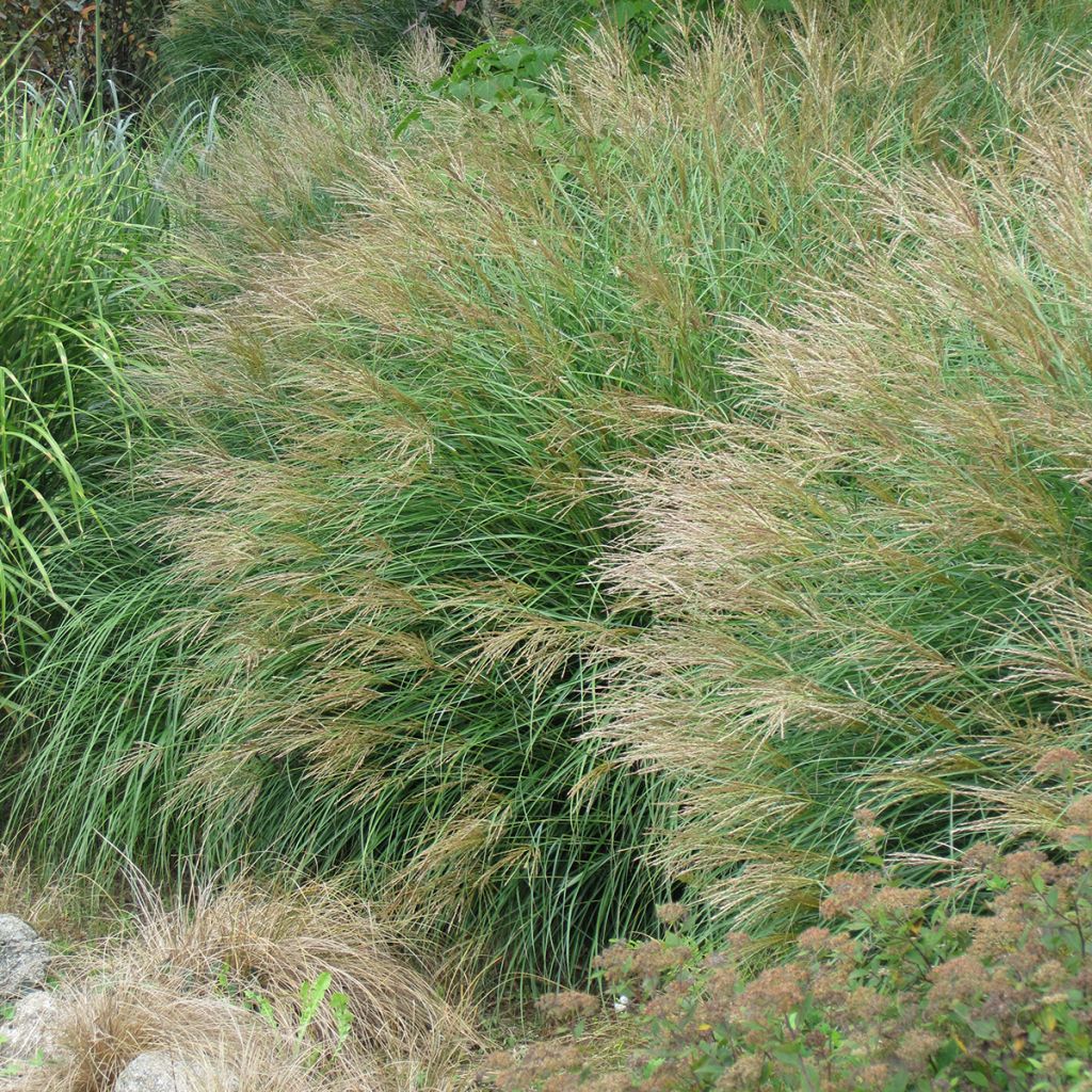 Miscanthus sinensis Poseidon - Prachtriet