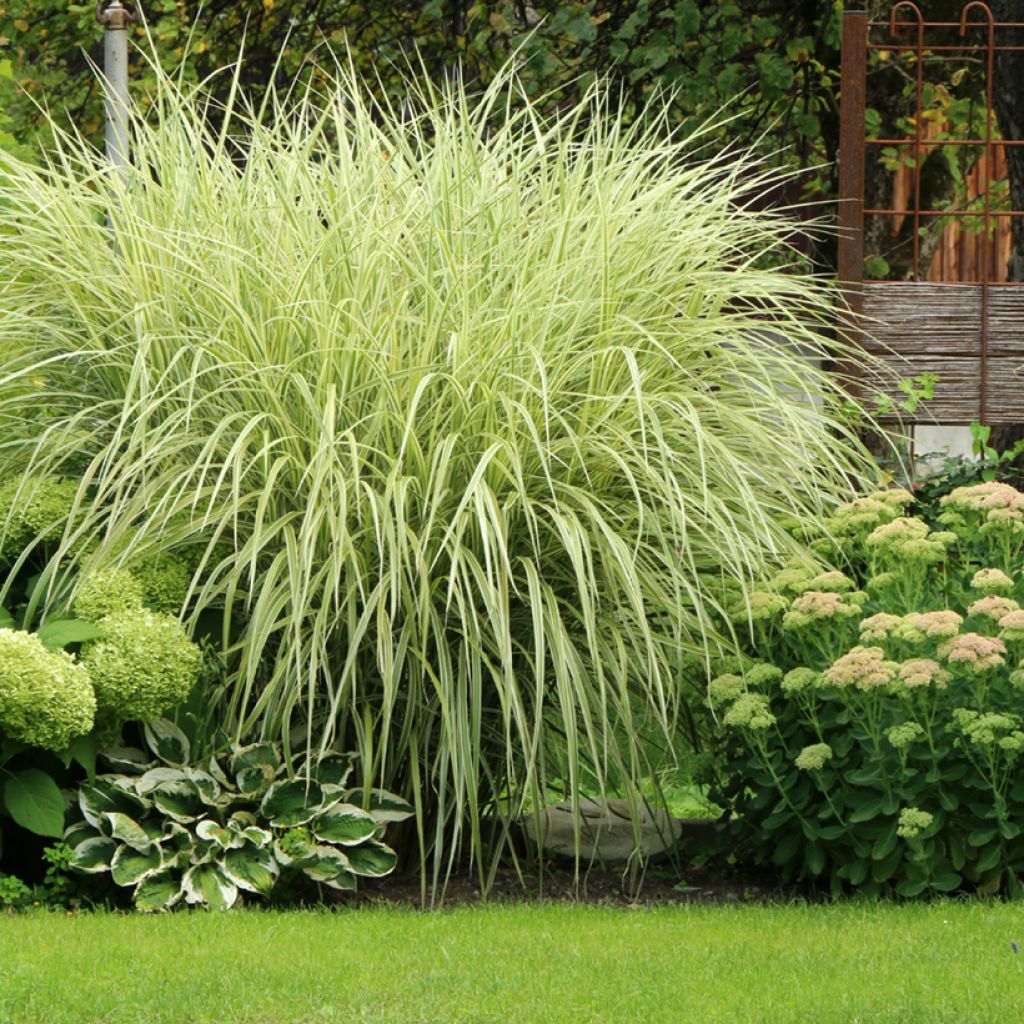 Miscanthus sinensis Variegatus - Prachtriet