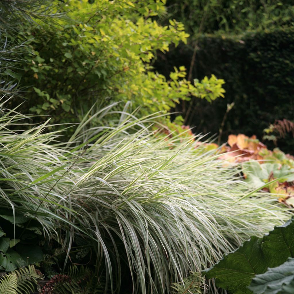 Miscanthus sinensis Variegatus - Prachtriet