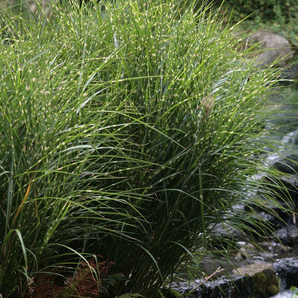 Miscanthus sinensis Zebrinus - Prachtriet