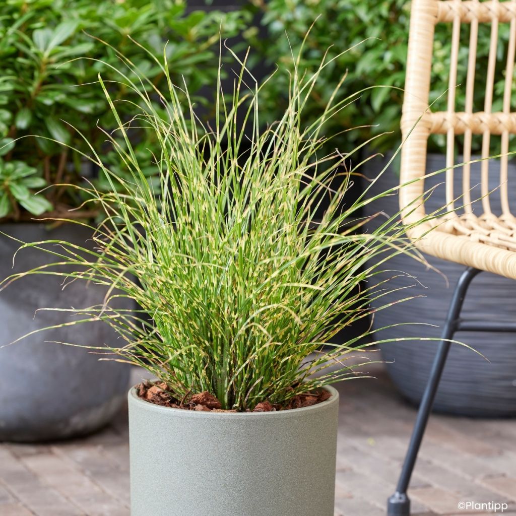 Miscanthus sinensis Little Tiger - Prachtriet