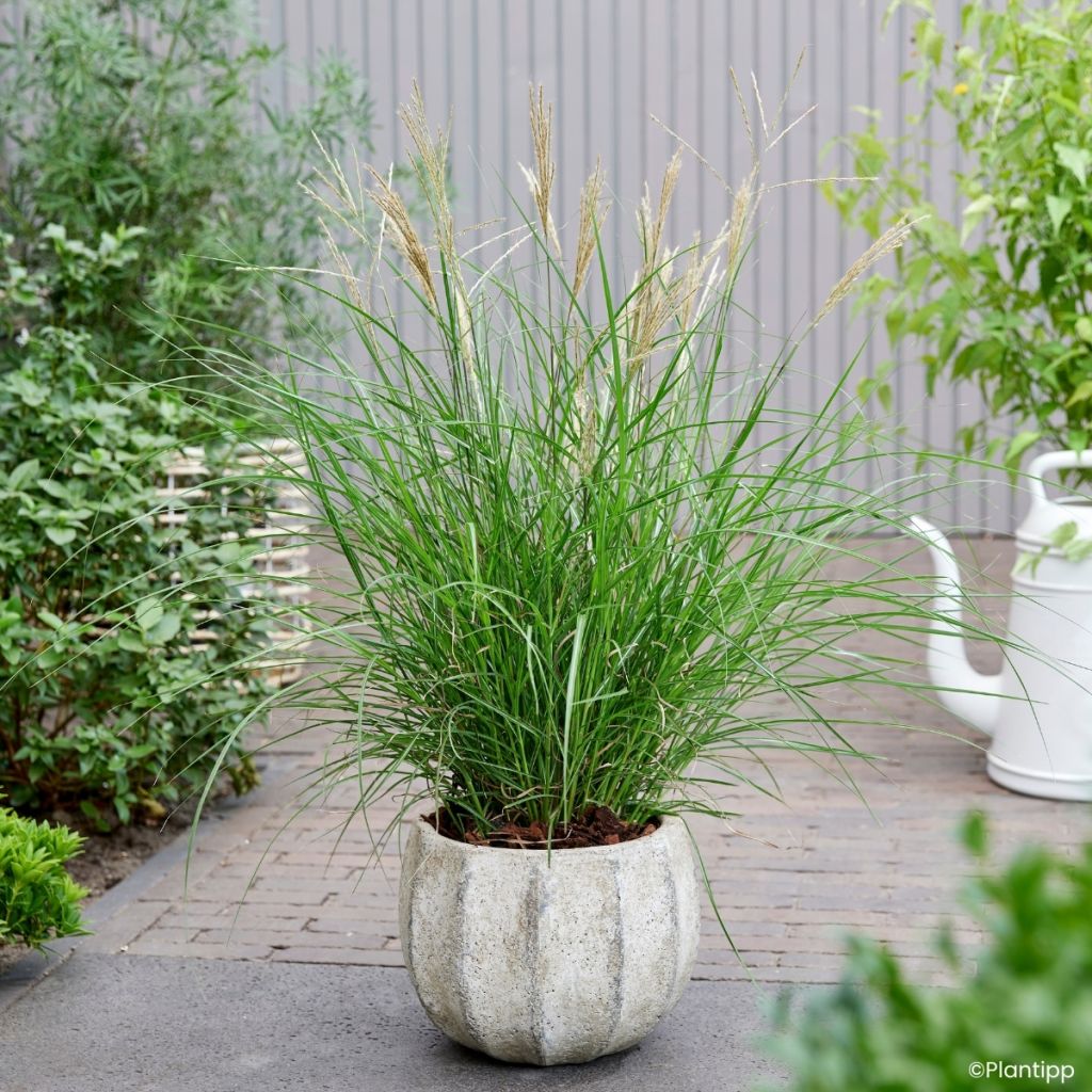 Miscanthus sinensis Missmini - Prachtriet